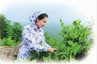 ng电子游戏,油茶种植出产加工销售,植物油种植出产加工销售