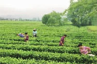 ng电子游戏,油茶种植出产加工销售,植物油种植出产加工销售