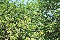 ng电子游戏,油茶种植出产加工销售,植物油种植出产加工销售