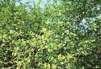 ng电子游戏,油茶种植出产加工销售,植物油种植出产加工销售